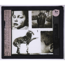 Maladies transmises à l'homme par les animaux. 1° Trichophytie du cheval - 2° de la face - 3° du cuir chevelu - 4° chien atteint de trichophytie.