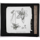 Les Plantes curieuses. Pinguicula vulgaris.
