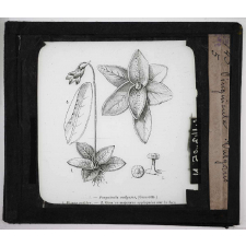 Les Plantes curieuses. Pinguicula vulgaris.