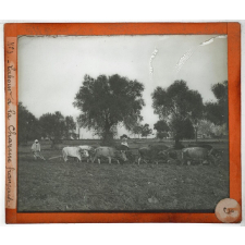 Algérie, agriculture. Labour à la charrue française.