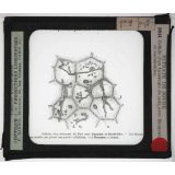 Nitrate de soude. Cellule d'un tubercule de pois, avec filaments et bactéroïdes.