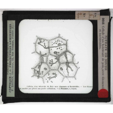 Nitrate de soude. Cellule d'un tubercule de pois, avec filaments et bactéroïdes.