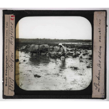 L'Action des eaux marines. Saïgon rizières.