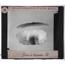 Dissémination des fruits et des graines. Graine de Bignonia.