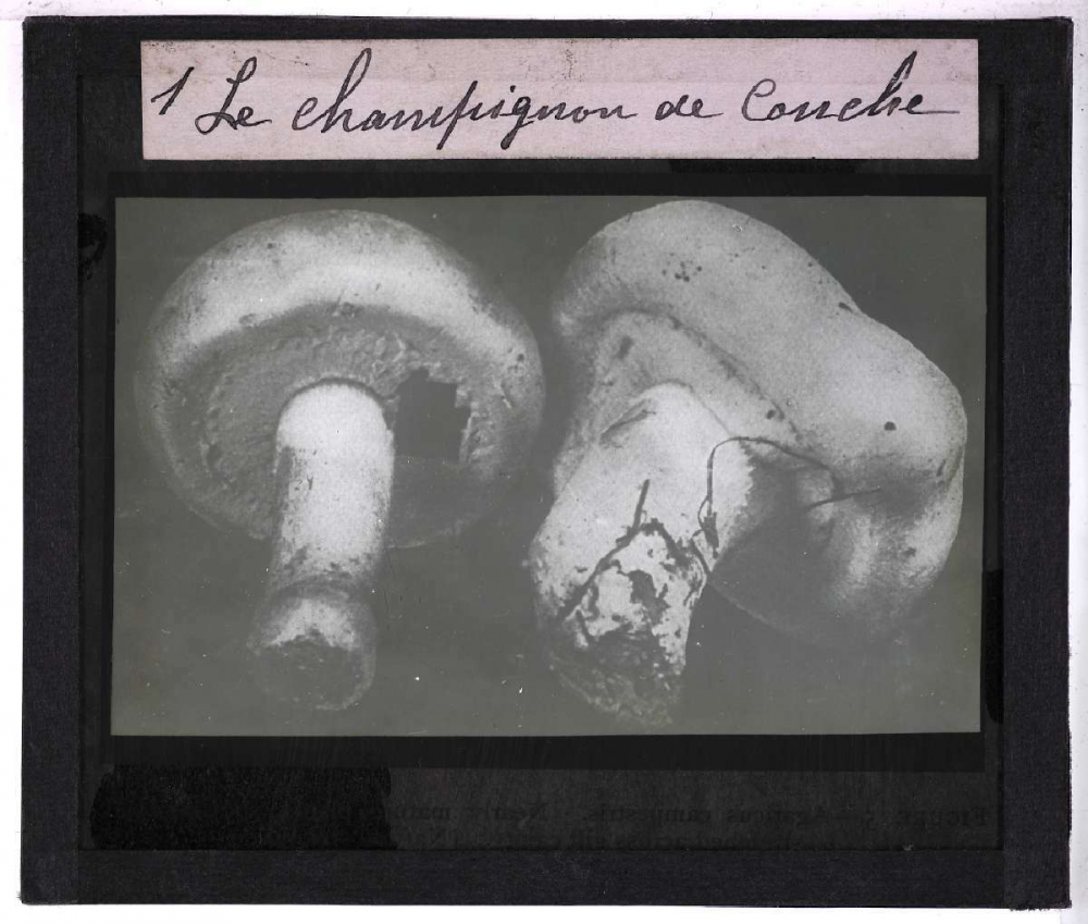 Le Champignon de couche (Psalliota campestris Fr.). Description, procédés de culture et vente. Le champignon de couche.