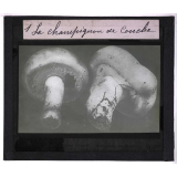 Le Champignon de couche (Psalliota campestris Fr.). Description, procédés de culture et vente. Le champignon de couche.