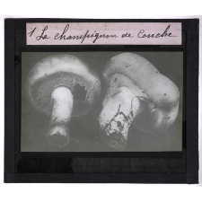 Le Champignon de couche (Psalliota campestris Fr.). Description, procédés de culture et vente. Le champignon de couche.