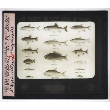 Les Adaptations à la natation chez les animaux. Tableau de la société d'agriculture. Cyprinidés.