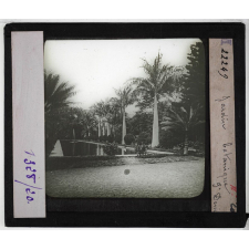 L'Ile de la Réunion : géographie physique, politique et économique. Jardin botanique, St Denis.