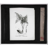 Les Plantes curieuses. Arum muscivorum.