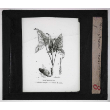 Les Plantes curieuses. Arum muscivorum.