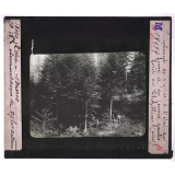 La Forêt. Notions élémentaires de sylviculture. Peuplement de sapins à l'état de fourré et de jeunes gaulis. Forêt de Thezillieu (Ain).