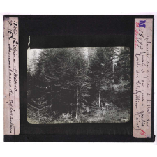 La Forêt. Notions élémentaires de sylviculture. Peuplement de sapins à l'état de fourré et de jeunes gaulis. Forêt de Thezillieu (Ain).
