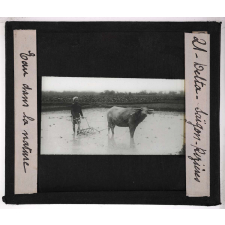 L'Eau dans la nature. Delta. Saigon. Rizières.