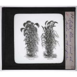 Les Plantes de grande culture. Millet blanc rond et Moha de Hongrie.