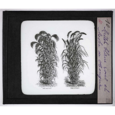 Les Plantes de grande culture. Millet blanc rond et Moha de Hongrie.