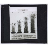Nitrate de soude. Blé.