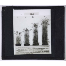 Nitrate de soude. Blé.