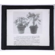 Nitrate de soude. Chou de Bruxelles.