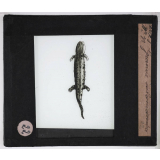 Reptiles et amphibiens. Grenouille salamandre.