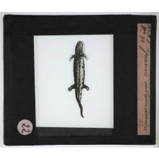 Reptiles et amphibiens. Grenouille salamandre.