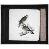 Les Oiseaux (grands rapaces). Crécerelle.