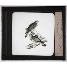 Les Oiseaux (grands rapaces). Crécerelle.