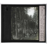 Les Plantes. Peuplement pur et irrégulier de sapins. Forêt de Crézillien (Ain).