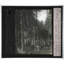Les Plantes. Peuplement pur et irrégulier de sapins. Forêt de Crézillien (Ain).