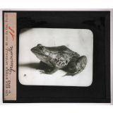 Locomotion terrestre chez les animaux. Grenouille.
