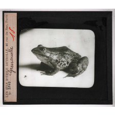 Locomotion terrestre chez les animaux. Grenouille.