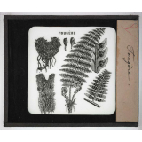 Les Plantes. Fougère.