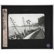 Cultures diverses. Menton. Agaves en fleurs. La vieille ville et la baie.
