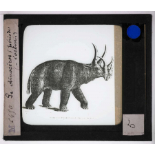 Ère Tertiaire. Le Dinocéros (période éocène).