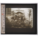 La Culture des plantes d'appartement. Groupe de plantes vertes d'appartement.