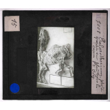 Ère Tertiaire. Paléothérium, photographié sur place dans les carrières d'Ivry.