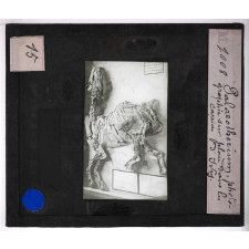 Ère Tertiaire. Paléothérium, photographié sur place dans les carrières d'Ivry.