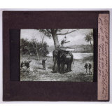 Art Militaire. Transport d'une pièce de canon à dos d'éléphant au Cambodge.