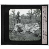 Chasse au moyen et au petit gibier africain du Mozambique. Zèbre de Selous.