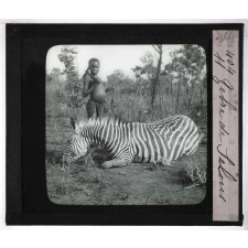 Chasse au moyen et au petit gibier africain du Mozambique. Zèbre de Selous.