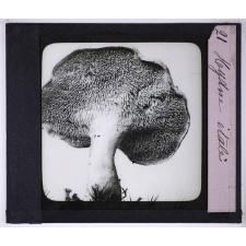 La Vie des champignons. Hydne étalé.