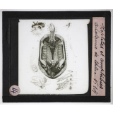 Reptiles et amphibiens. Anatomie de tortue.