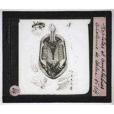 Reptiles et amphibiens. Anatomie de tortue.