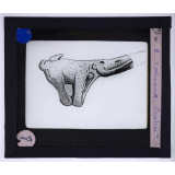 Art paléolithique. Mammouth Peccadeau.