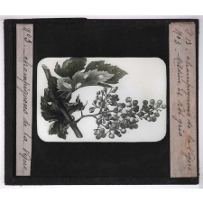 Les Maladies cryptogamiques de la vigne. Mildiou et rot gris.