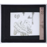 Le Microscope. Ce qu'il permet de voir dans le corps humain. Muguet.