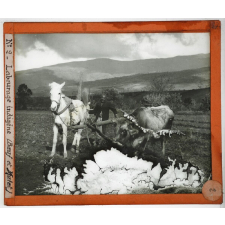 Algérie, agriculture. Labourage indigène (bœuf et mulet).