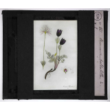 Les Plantes vénéneuses. Anémone pulsatilla.