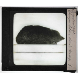 Insectivores & chéiroptères. Chrysochlore dorée du Cap.