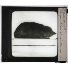 Insectivores & chéiroptères. Chrysochlore dorée du Cap.